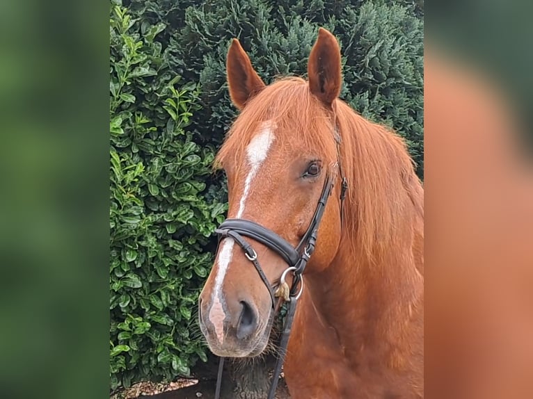 Más caballos de sangre fría Yegua 7 años 157 cm Alazán rojizo in Oud Gastel