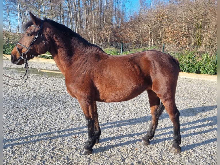 Más caballos de sangre fría Yegua 7 años 157 cm Castaño in Wettrup