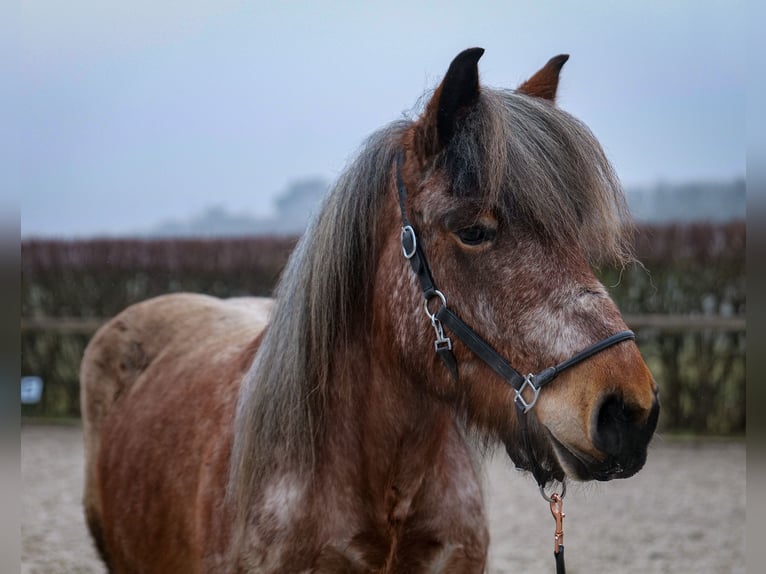 Más caballos de sangre fría Yegua 7 años 158 cm Tordo ruano in Neustadt (Wied)