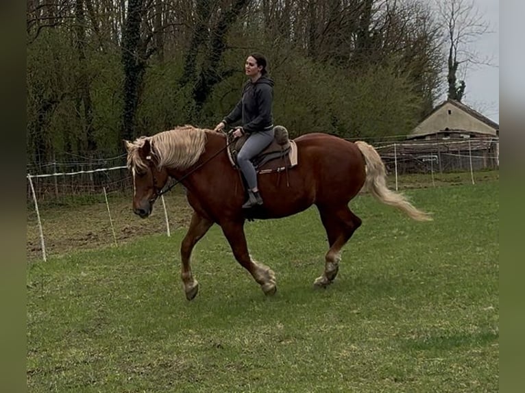 Más caballos de sangre fría Yegua 7 años 168 cm Alazán in Jabing