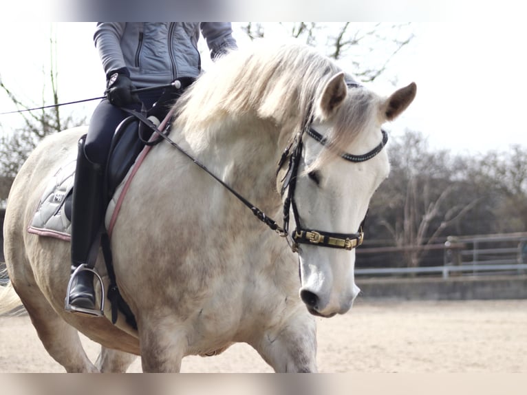 Más caballos de sangre fría Mestizo Yegua 8 años 165 cm Tordo in Wien