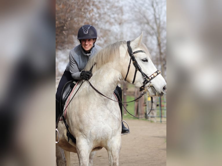 Más caballos de sangre fría Mestizo Yegua 8 años 165 cm Tordo in Wien