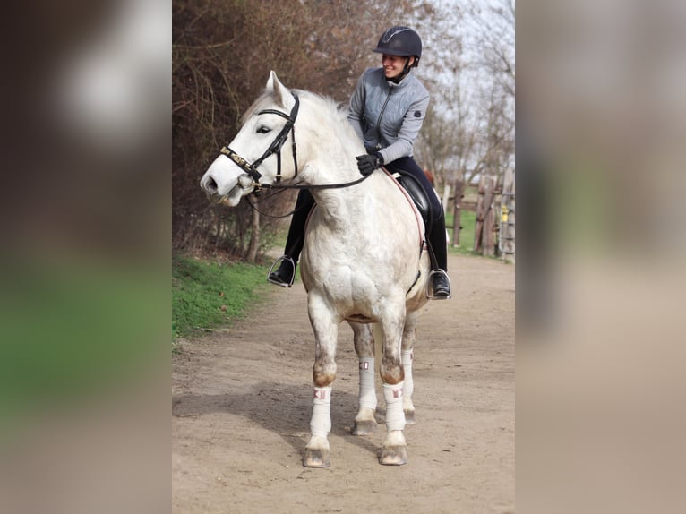 Más caballos de sangre fría Mestizo Yegua 8 años 165 cm Tordo in Wien