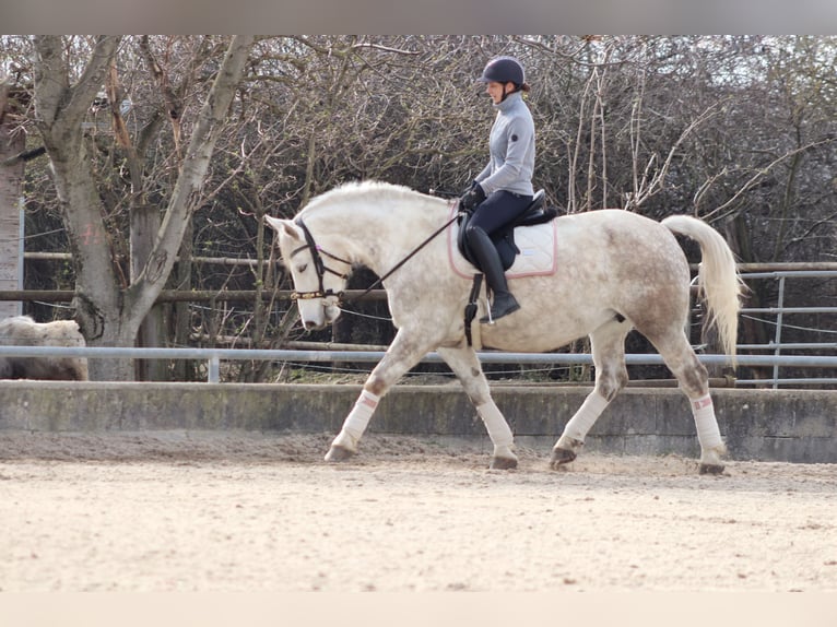 Más caballos de sangre fría Mestizo Yegua 8 años 165 cm Tordo in Wien