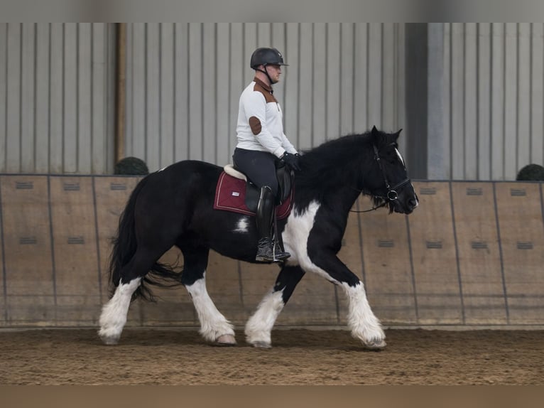 Más caballos de sangre fría Yegua 8 años  in Neustadt (Wied)