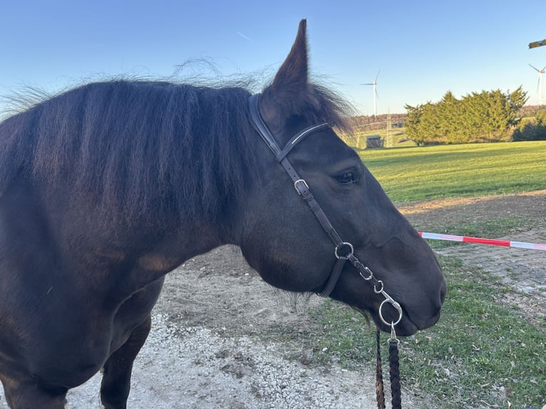 Más caballos de sangre fría Mestizo Yegua 9 años 154 cm Negro in Westerheim
