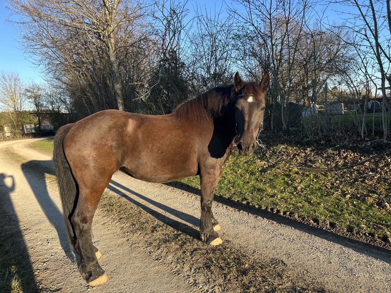 Más caballos de sangre fría Mestizo Yegua 9 años 154 cm Negro in Westerheim