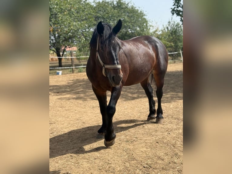 Más caballos de sangre fría Yegua 9 años 170 cm Castaño oscuro in Rechnitz