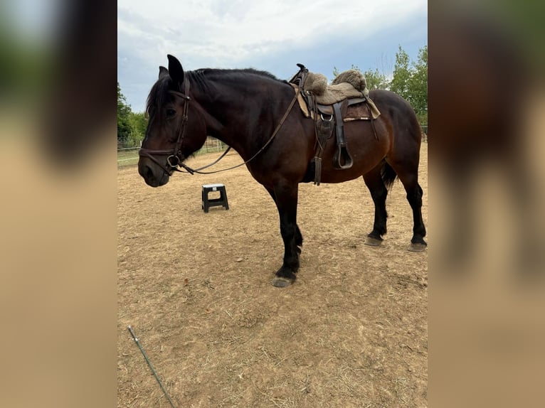 Más caballos de sangre fría Yegua 9 años 170 cm Castaño oscuro in Rechnitz