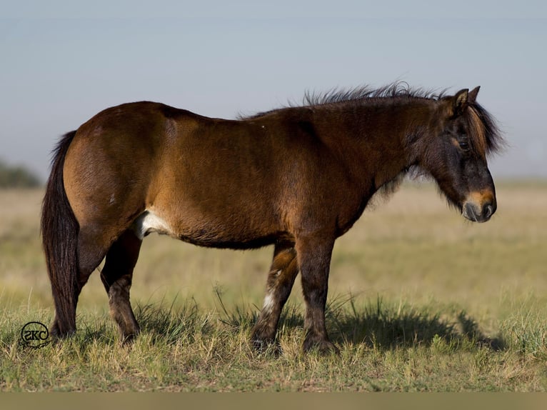 Más ponis/caballos pequeños Caballo castrado 10 años 102 cm Castaño in Canyon, TX