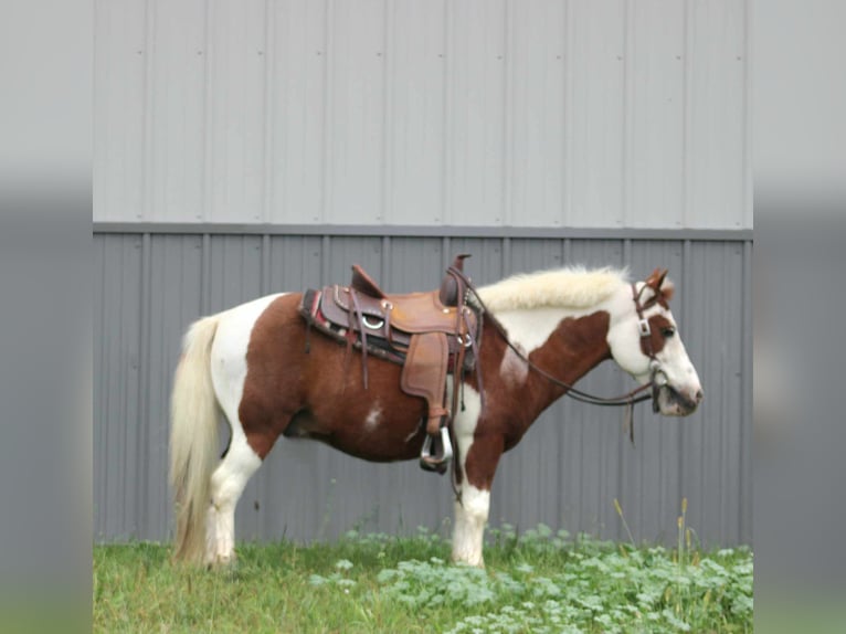 Más ponis/caballos pequeños Caballo castrado 10 años 102 cm Overo-todas las-capas in Rebersburg, PA