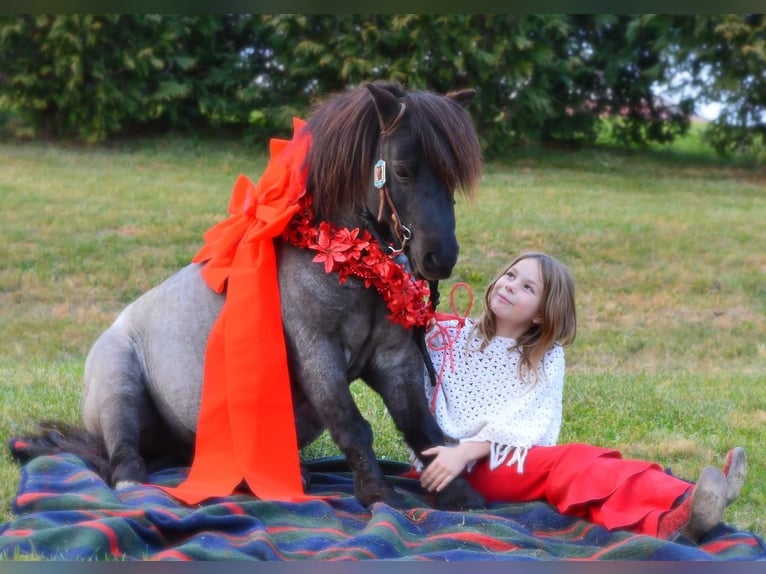 Más ponis/caballos pequeños Caballo castrado 10 años 102 cm Ruano azulado in Lebanon