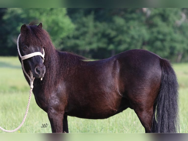 Más ponis/caballos pequeños Caballo castrado 10 años 104 cm Negro in Carthage