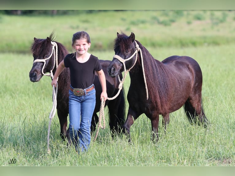 Más ponis/caballos pequeños Caballo castrado 10 años 104 cm Negro in Carthage