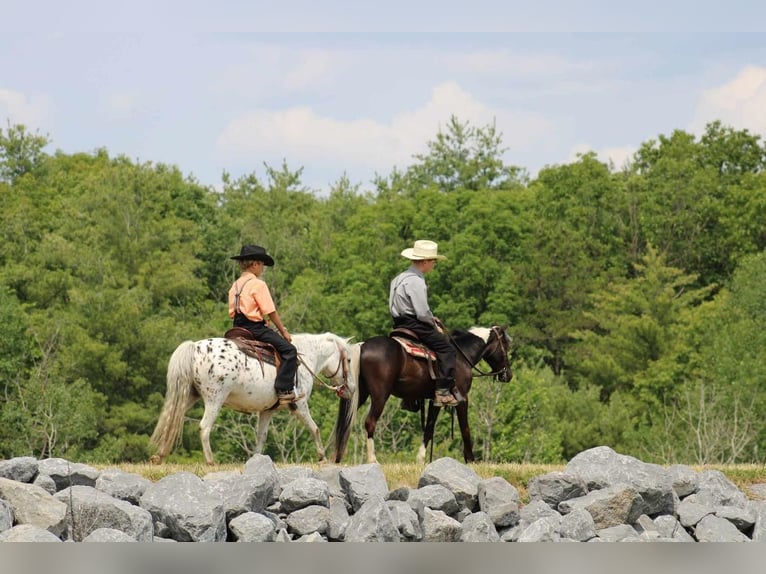Más ponis/caballos pequeños Caballo castrado 10 años 112 cm White/Blanco in Rebersburg, PA