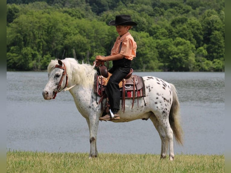 Más ponis/caballos pequeños Caballo castrado 10 años 112 cm White/Blanco in Rebersburg, PA