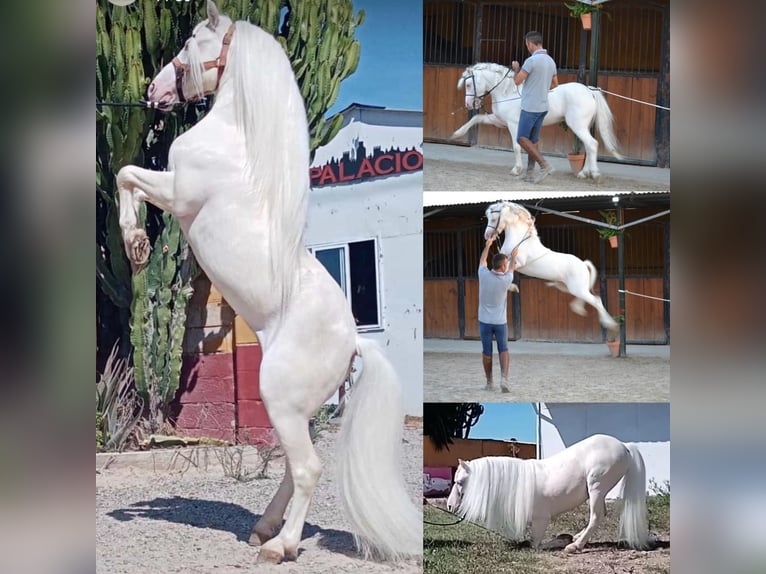 Más ponis/caballos pequeños Caballo castrado 10 años 114 cm Cremello in Parsberg