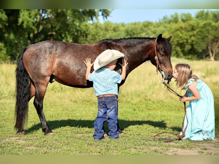 Más ponis/caballos pequeños Caballo castrado 10 años 117 cm Castaño-ruano in Valley Springs, SD