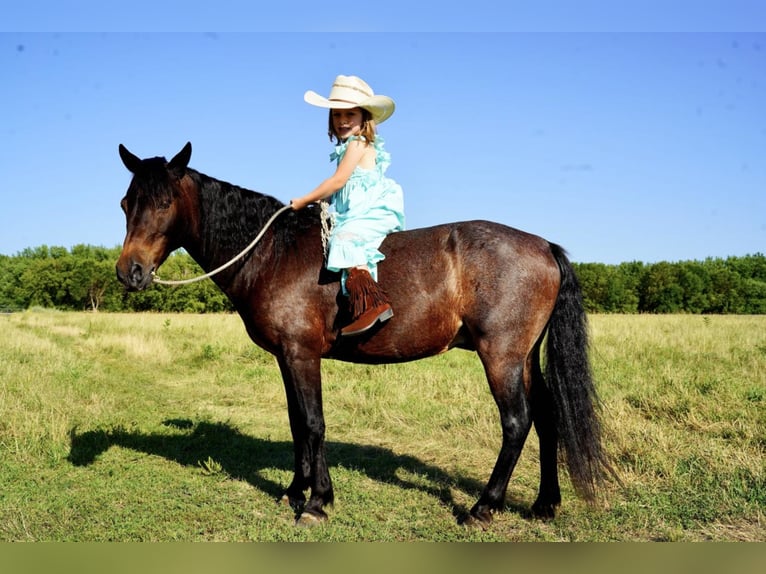 Más ponis/caballos pequeños Caballo castrado 10 años 117 cm Castaño-ruano in Valley Springs, SD