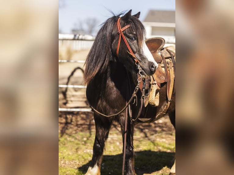 Más ponis/caballos pequeños Caballo castrado 10 años 122 cm Negro in Benton, LA