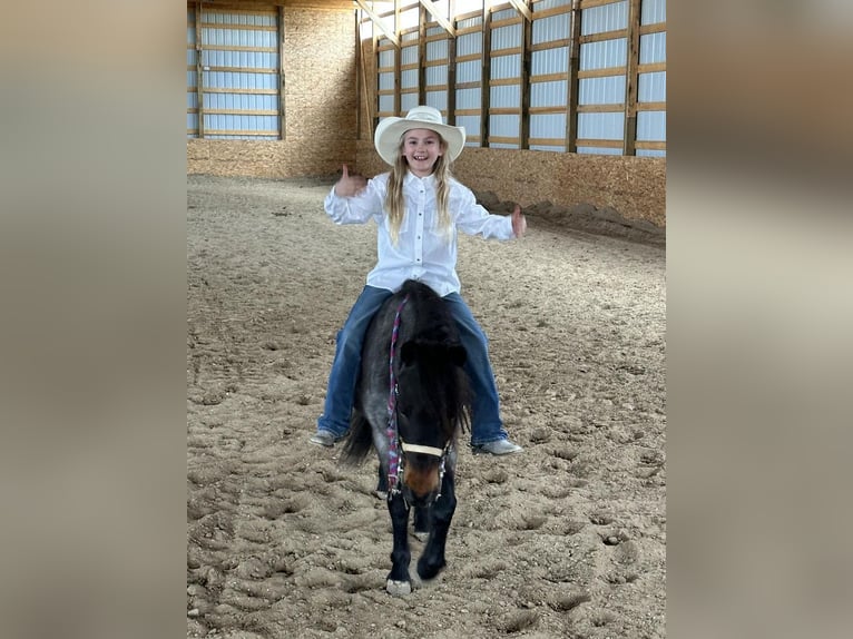 Más ponis/caballos pequeños Caballo castrado 10 años 122 cm Ruano azulado in Casper, WY