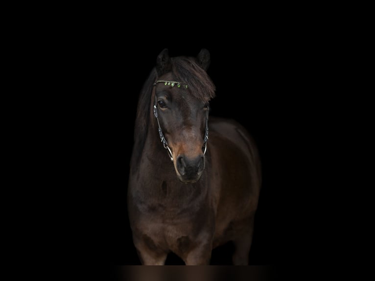 Más ponis/caballos pequeños Mestizo Caballo castrado 10 años 124 cm Castaño in Leinburg