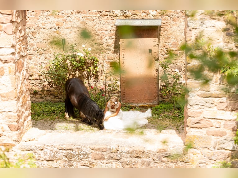 Más ponis/caballos pequeños Caballo castrado 10 años 126 cm Negro in Göllheim