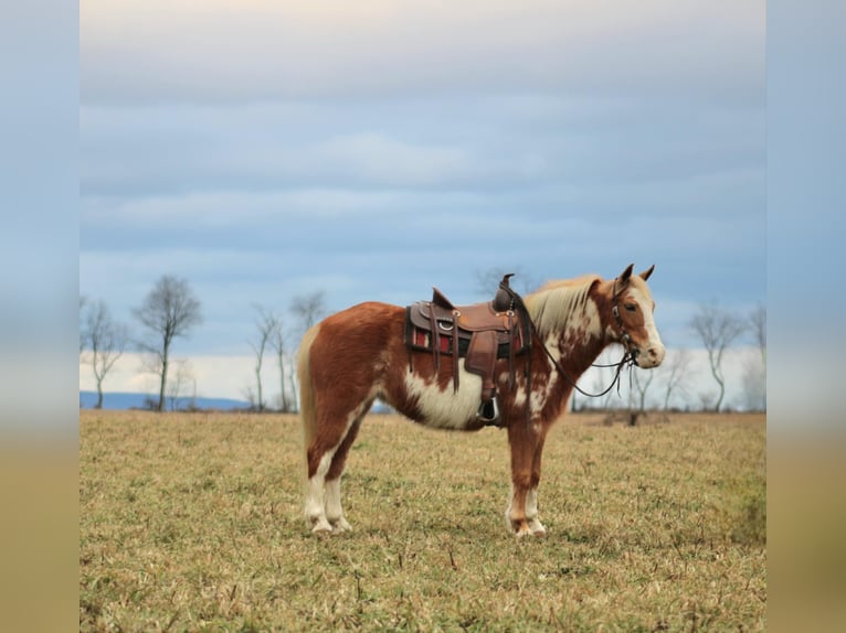 Más ponis/caballos pequeños Caballo castrado 10 años 130 cm in Rebersburg, PA