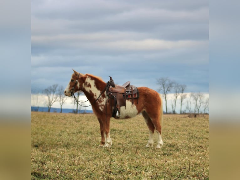 Más ponis/caballos pequeños Caballo castrado 10 años 130 cm in Rebersburg, PA