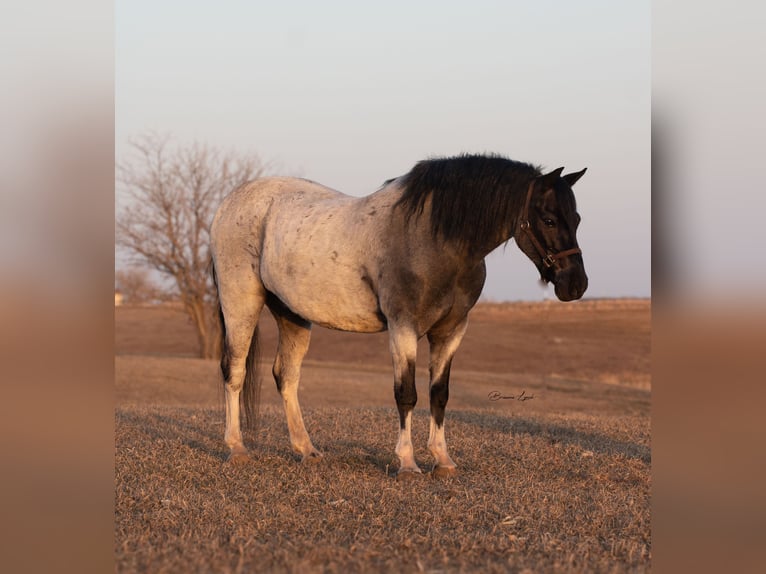 Más ponis/caballos pequeños Caballo castrado 10 años 130 cm Ruano azulado in Canistota, SD