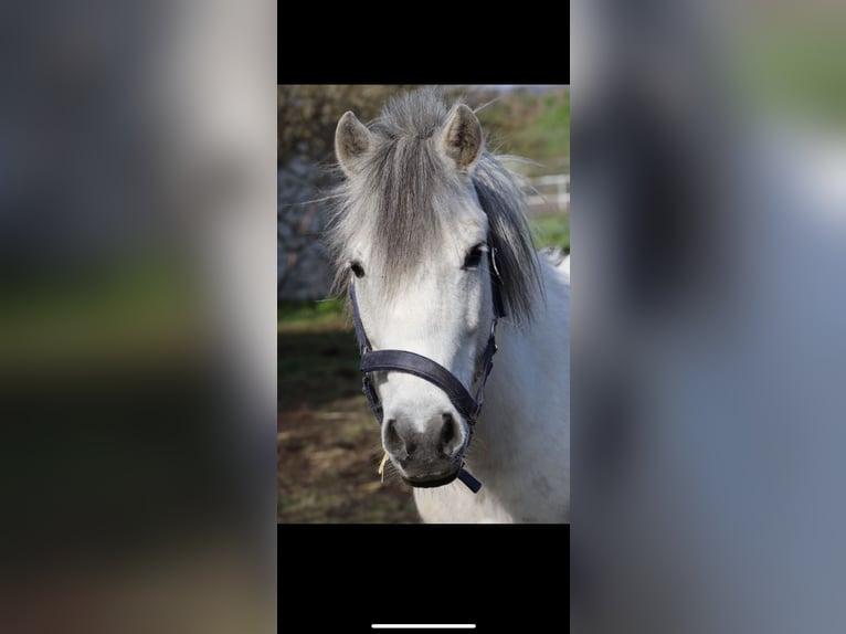 Más ponis/caballos pequeños Mestizo Caballo castrado 10 años 130 cm Tordo in Buttstädt