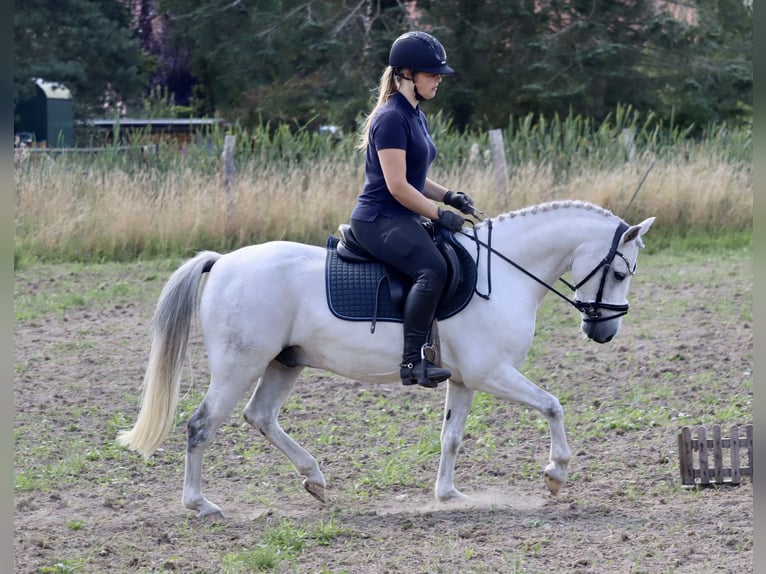 Más ponis/caballos pequeños Mestizo Caballo castrado 10 años 130 cm Tordo in Muchow