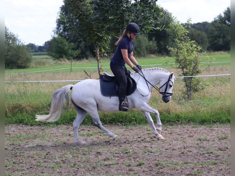 Más ponis/caballos pequeños Mestizo Caballo castrado 10 años 130 cm Tordo in Muchow