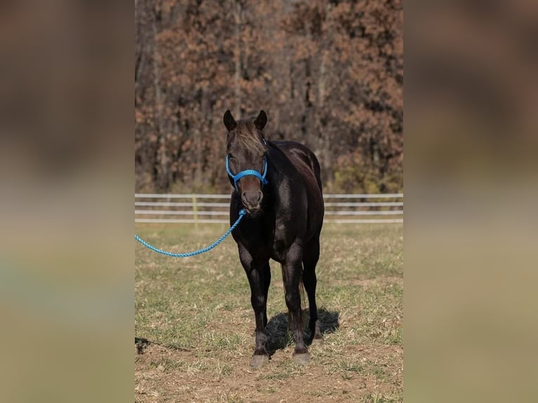 Más ponis/caballos pequeños Caballo castrado 10 años 132 cm Alazán in Dodgeville, WI