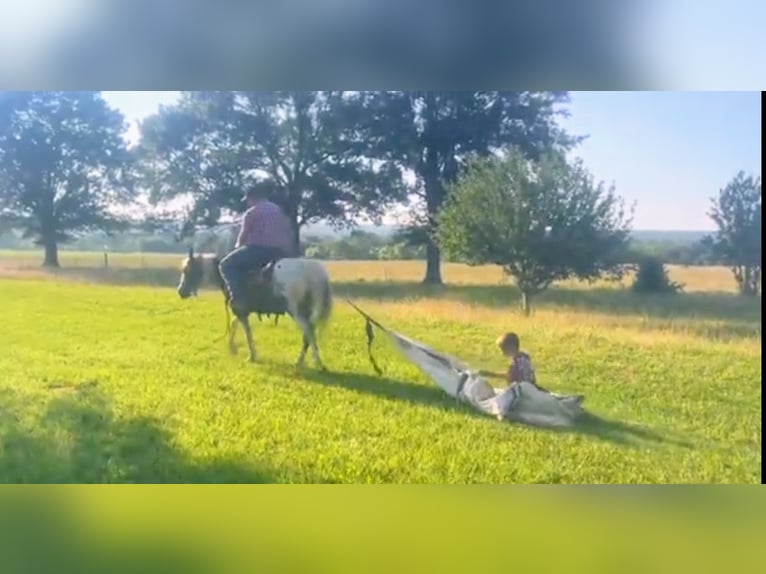 Más ponis/caballos pequeños Caballo castrado 10 años 135 cm Pío in Watson, OK