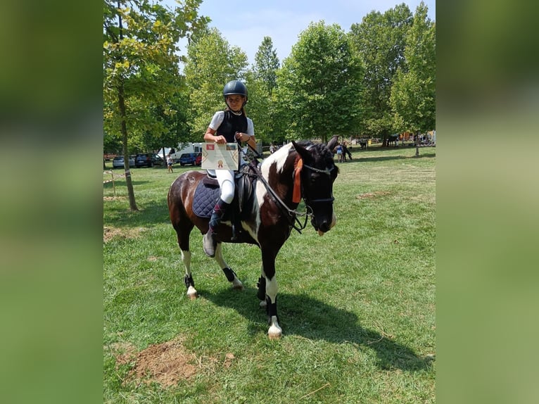 Más ponis/caballos pequeños Caballo castrado 10 años 140 cm Pío in Rechnitz