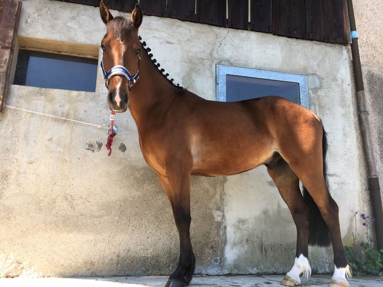 Más ponis/caballos pequeños Caballo castrado 10 años 143 cm Castaño in Künzelsau