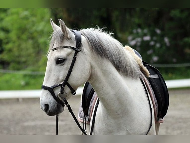 Más ponis/caballos pequeños Caballo castrado 10 años 143 cm Tordo in Neumünster