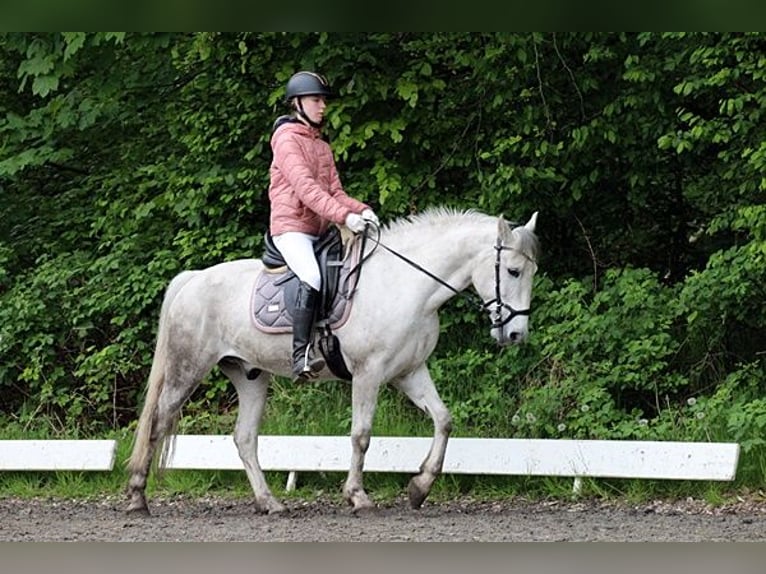 Más ponis/caballos pequeños Caballo castrado 10 años 143 cm Tordo in Neumünster