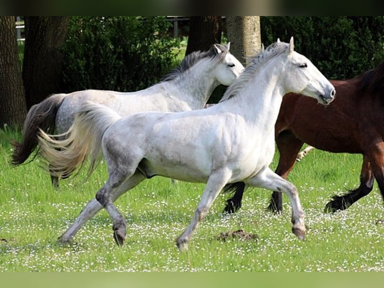 Más ponis/caballos pequeños Caballo castrado 10 años 143 cm Tordo in Neumünster