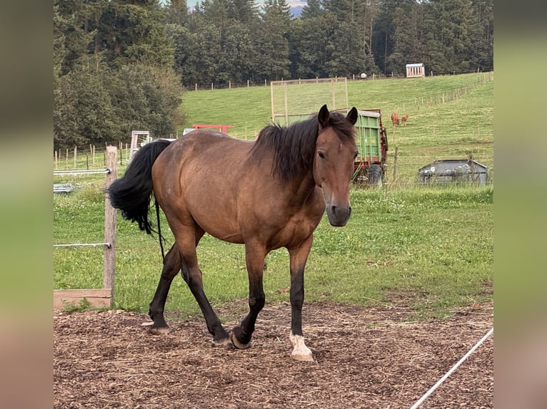 Más ponis/caballos pequeños Mestizo Caballo castrado 10 años 150 cm Castaño in Daleiden