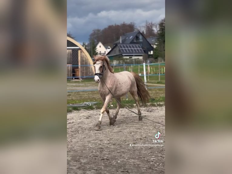 Más ponis/caballos pequeños Mestizo Caballo castrado 10 años 151 cm Ruano alazán in Scheibenberg