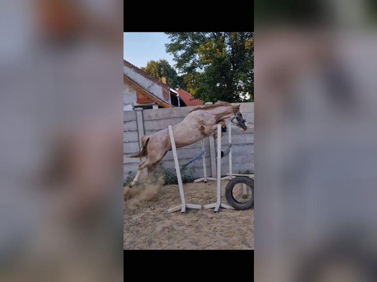 Más ponis/caballos pequeños Mestizo Caballo castrado 10 años 151 cm Ruano alazán in Scheibenberg