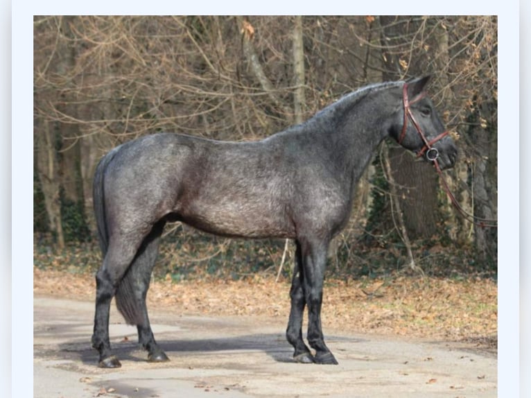 Más ponis/caballos pequeños Mestizo Caballo castrado 10 años 152 cm Tordillo negro in Lichtenau