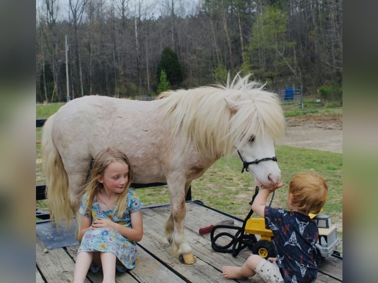 Más ponis/caballos pequeños Caballo castrado 10 años 84 cm Ruano alazán in Huntingdon, TN
