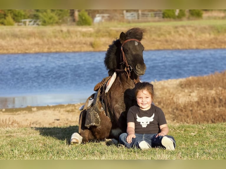 Más ponis/caballos pequeños Caballo castrado 10 años 89 cm Ruano azulado in Buffalo