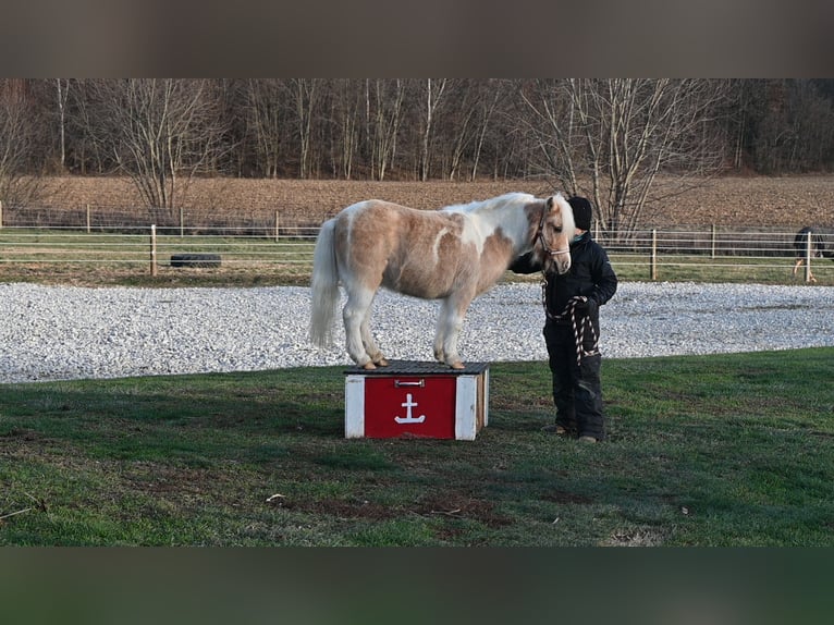 Más ponis/caballos pequeños Caballo castrado 10 años 94 cm Palomino in Fresno, OH