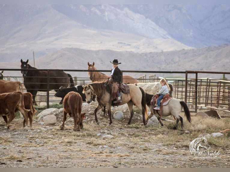 Más ponis/caballos pequeños Caballo castrado 10 años 97 cm Buckskin/Bayo in Cody