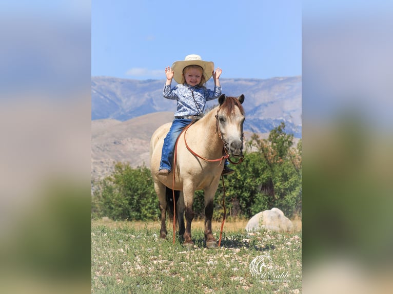 Más ponis/caballos pequeños Caballo castrado 10 años 97 cm Buckskin/Bayo in Cody