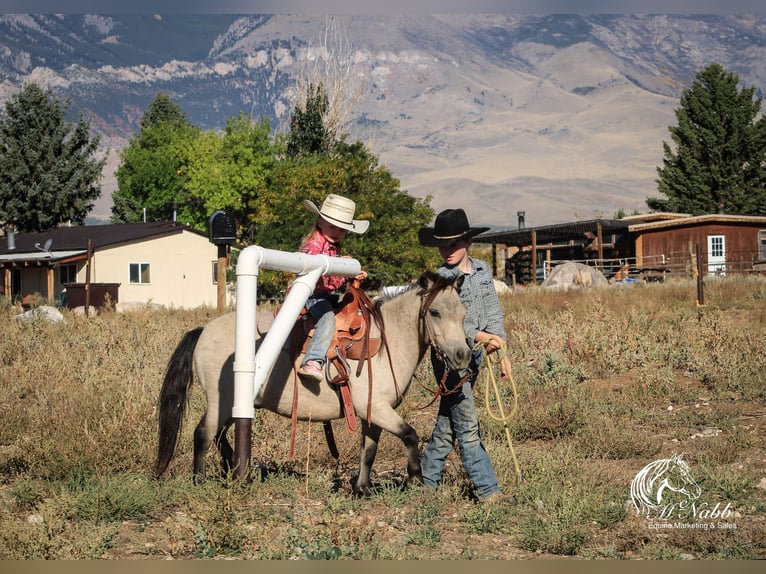 Más ponis/caballos pequeños Caballo castrado 10 años 97 cm Buckskin/Bayo in Cody